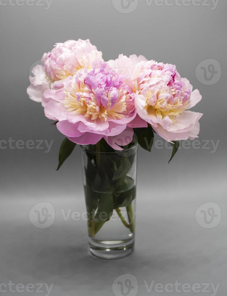 bellissimo bouquet di peonia rosa su sfondo grigio foto