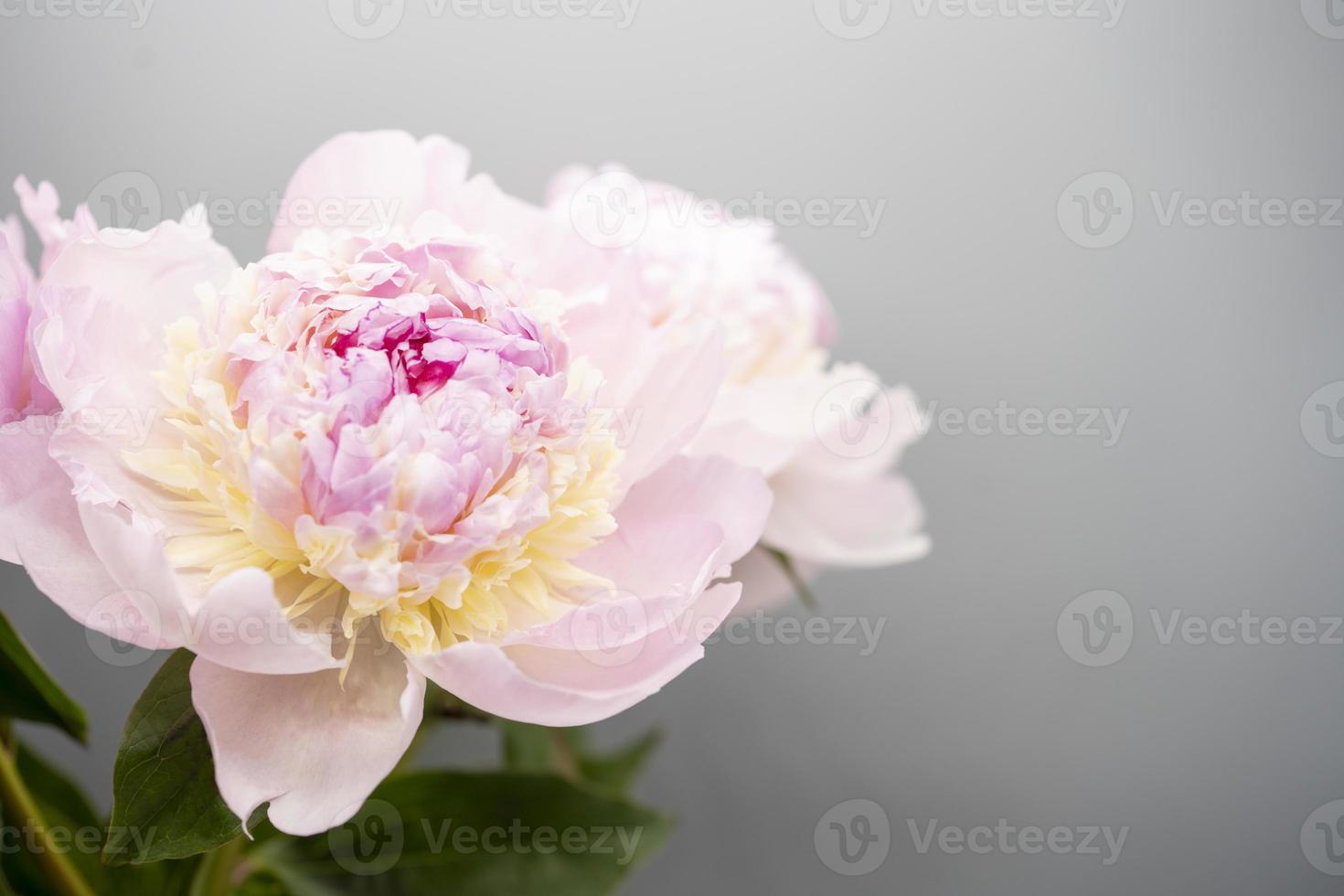 sfondo di fiori di peonia rosa, bella primavera. foto