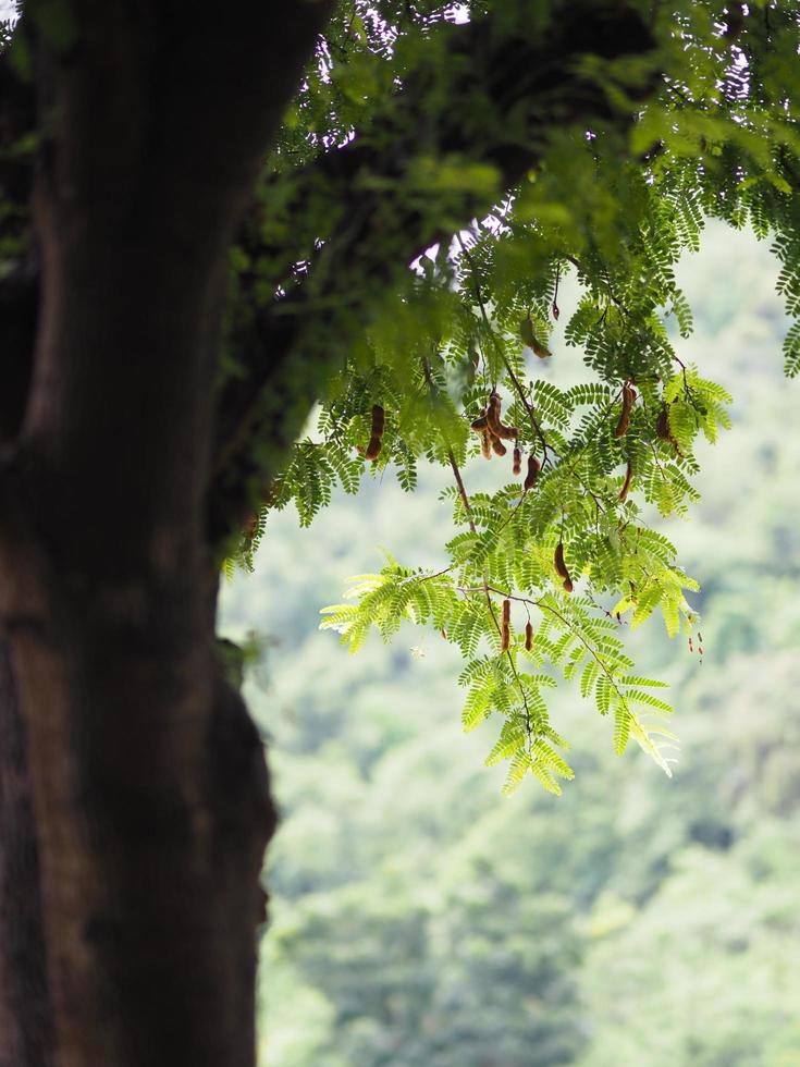 sfondo della natura dell'albero del camion foto