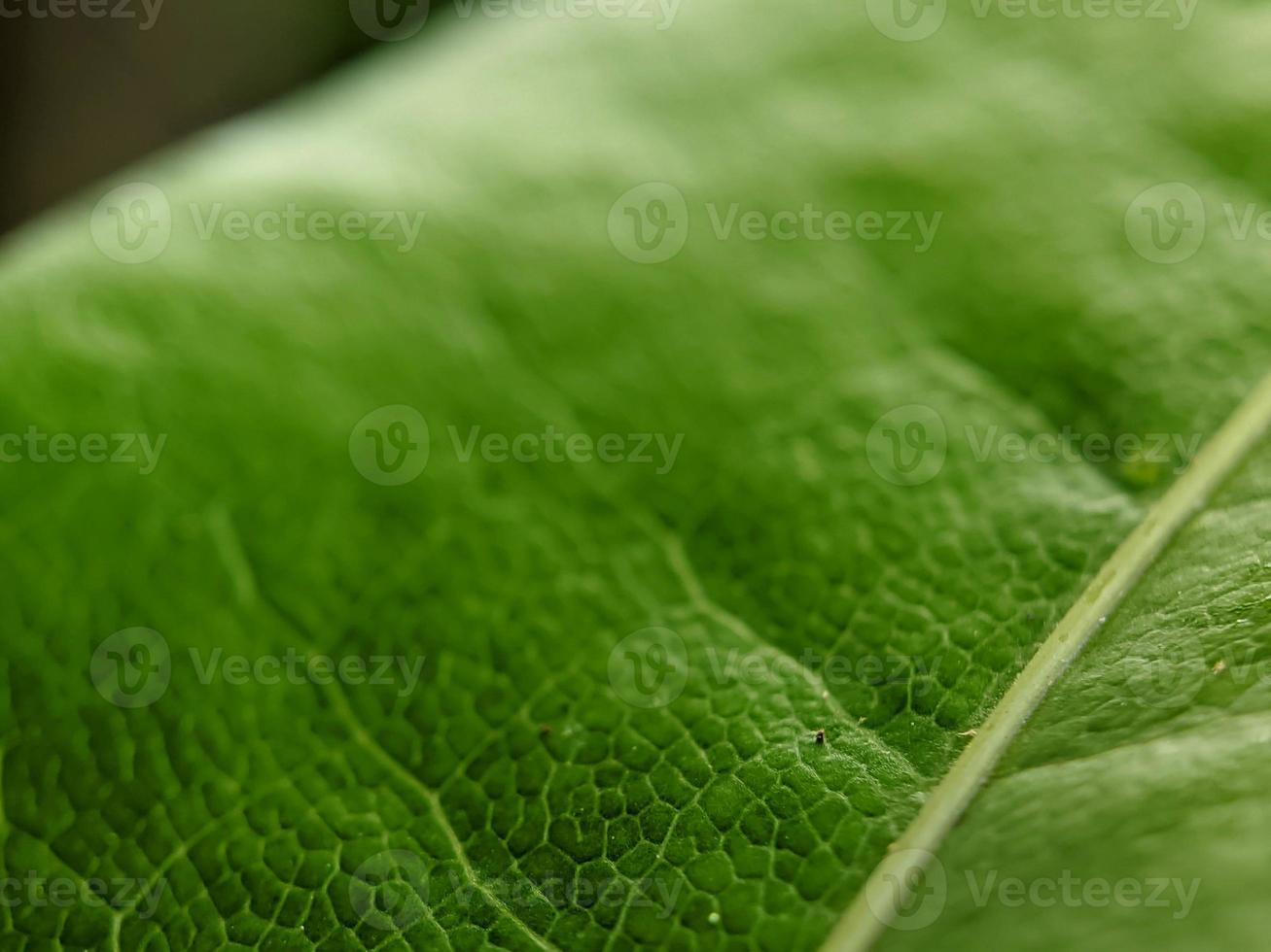 macrofotografia, struttura delle foglie foto