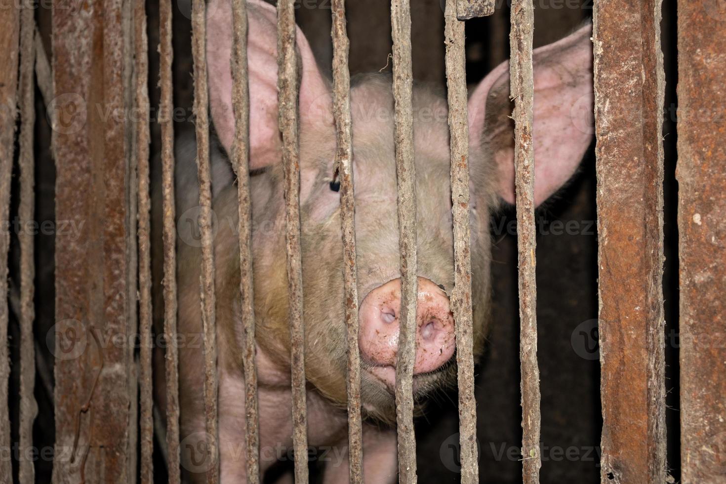 maiale in una gabbia, carne di maiale degli animali da fattoria nel paddock foto