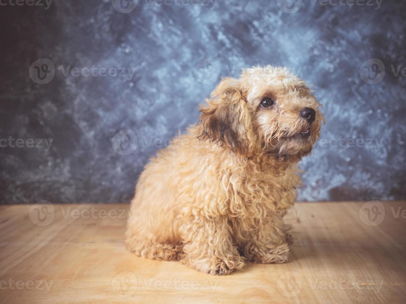 piccolo cucciolo di barboncino su sfondo grunge. foto