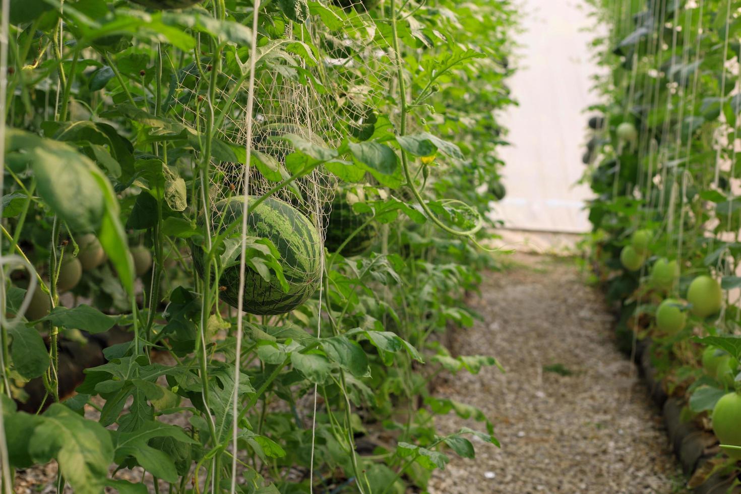 azienda agricola biologica di melone foto