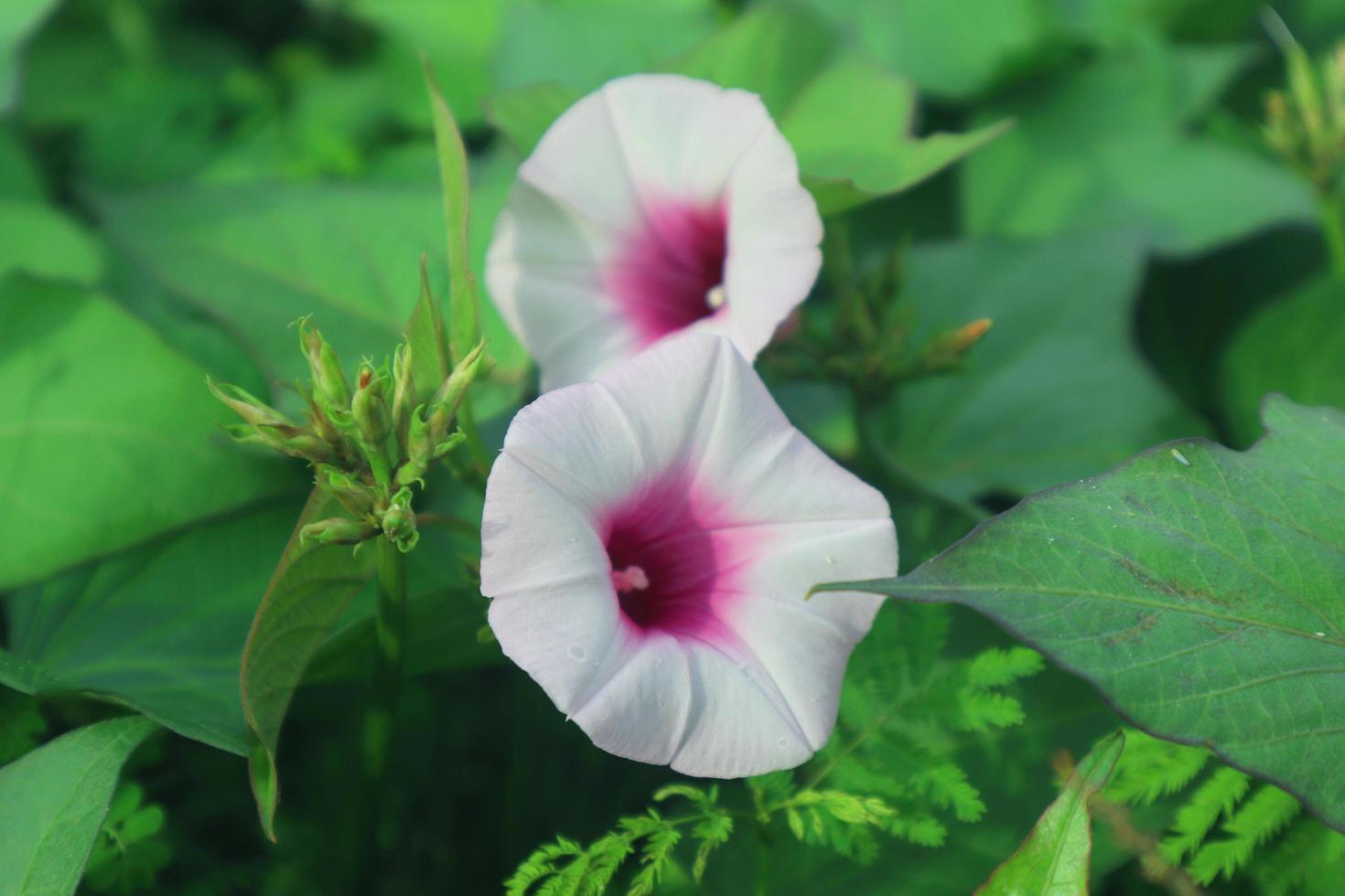 eleganti piante di fiori di luna da spiaggia con foglia. immagine del fiore di luna della spiaggia bianca foto