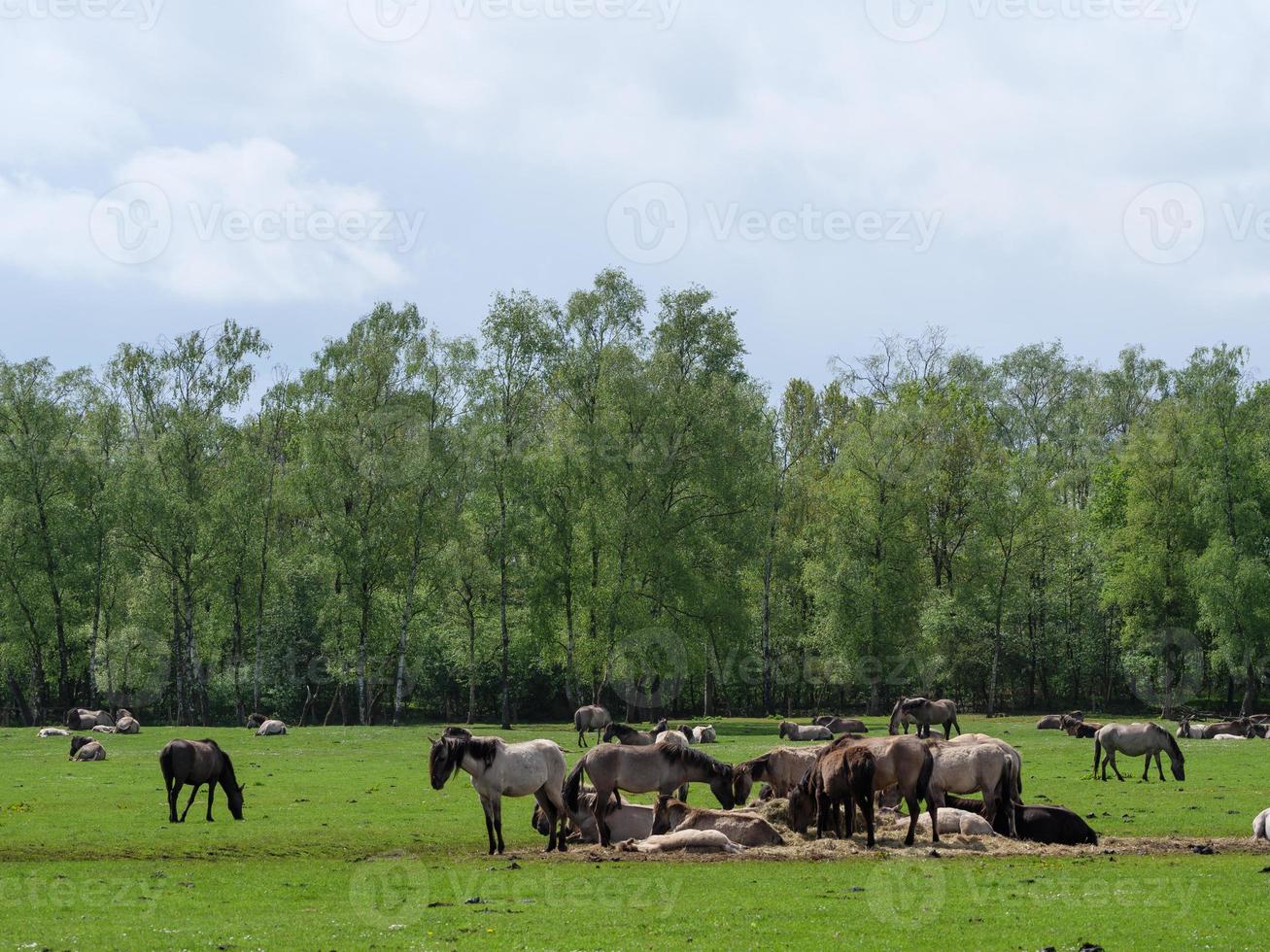 cavalli selvaggi nel muensterland tedesco foto