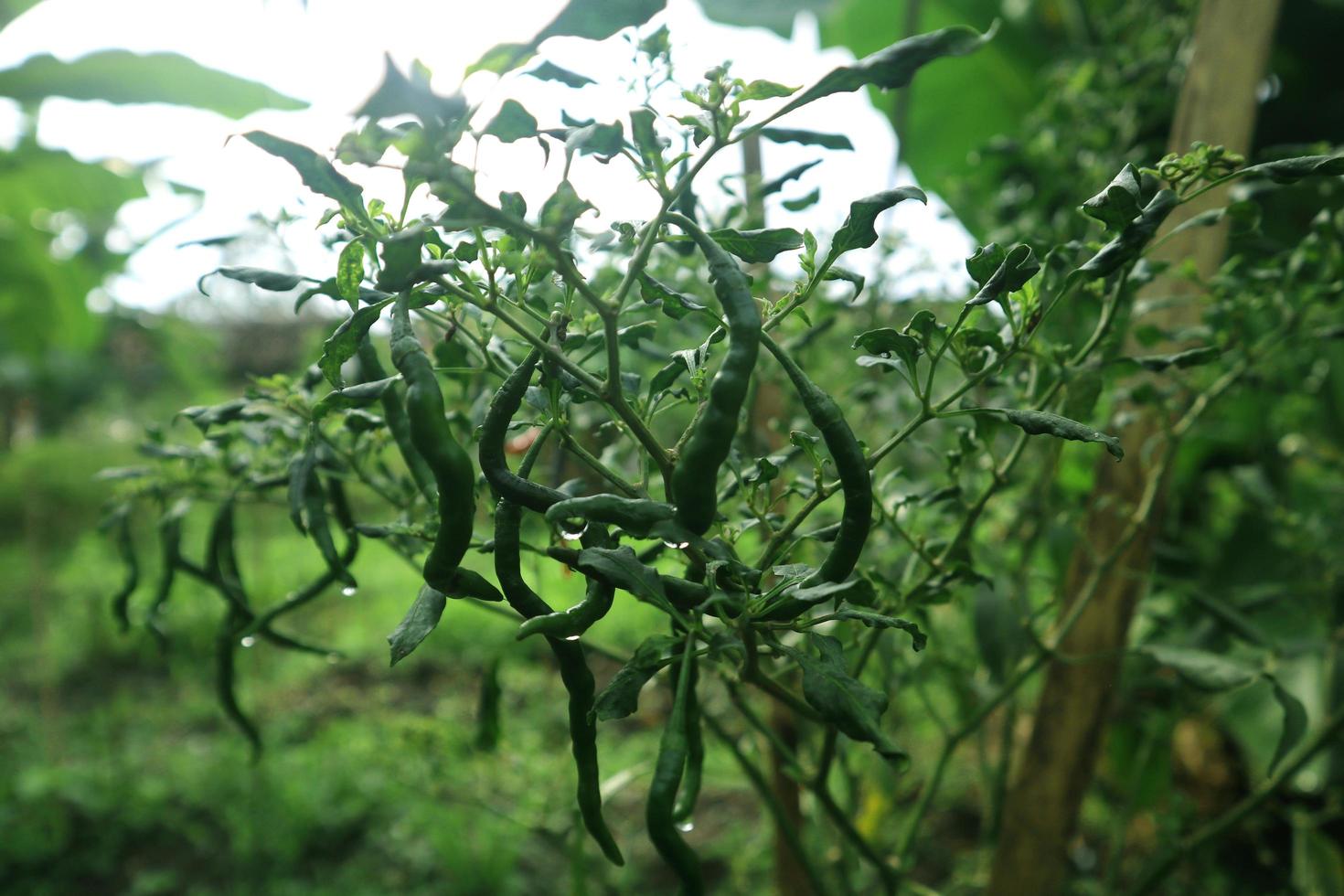 pianta in crescita di peperoncini piccanti. pianta di peperoncino rosso e verde foto