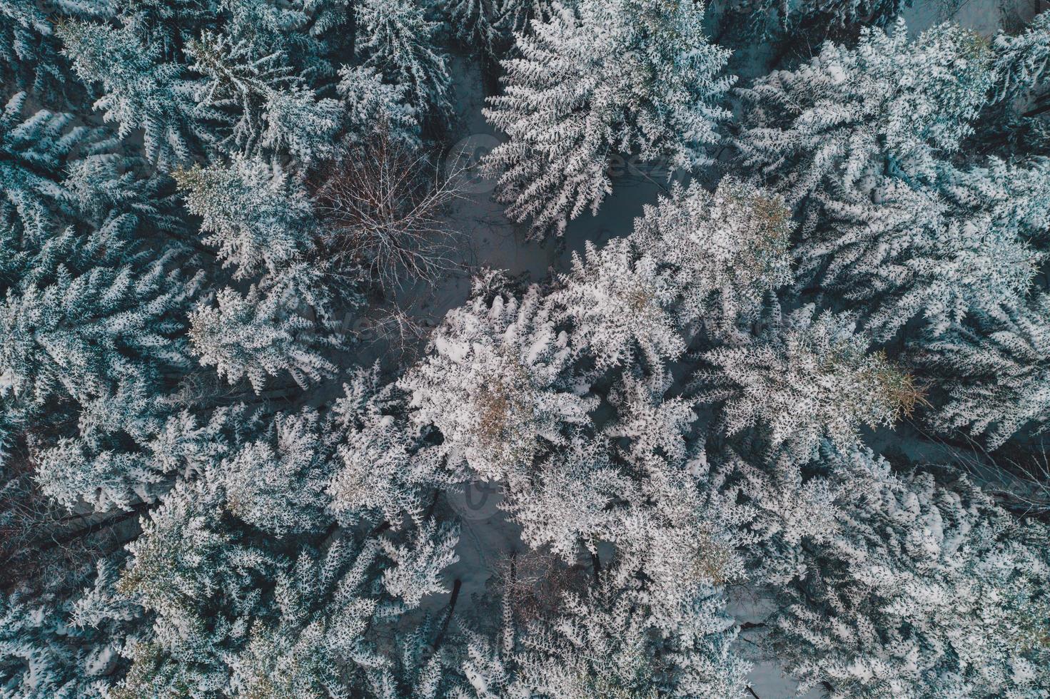 bellissimo paesaggio invernale al mattino foresta di abeti rossi. foto