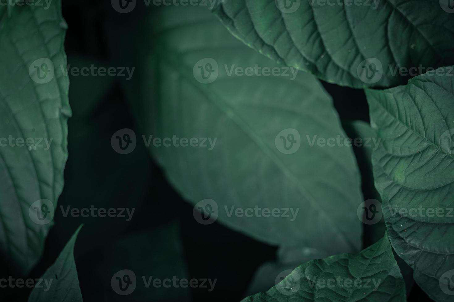 sfondo modello foglie verdi, sfondo naturale e carta da parati foto