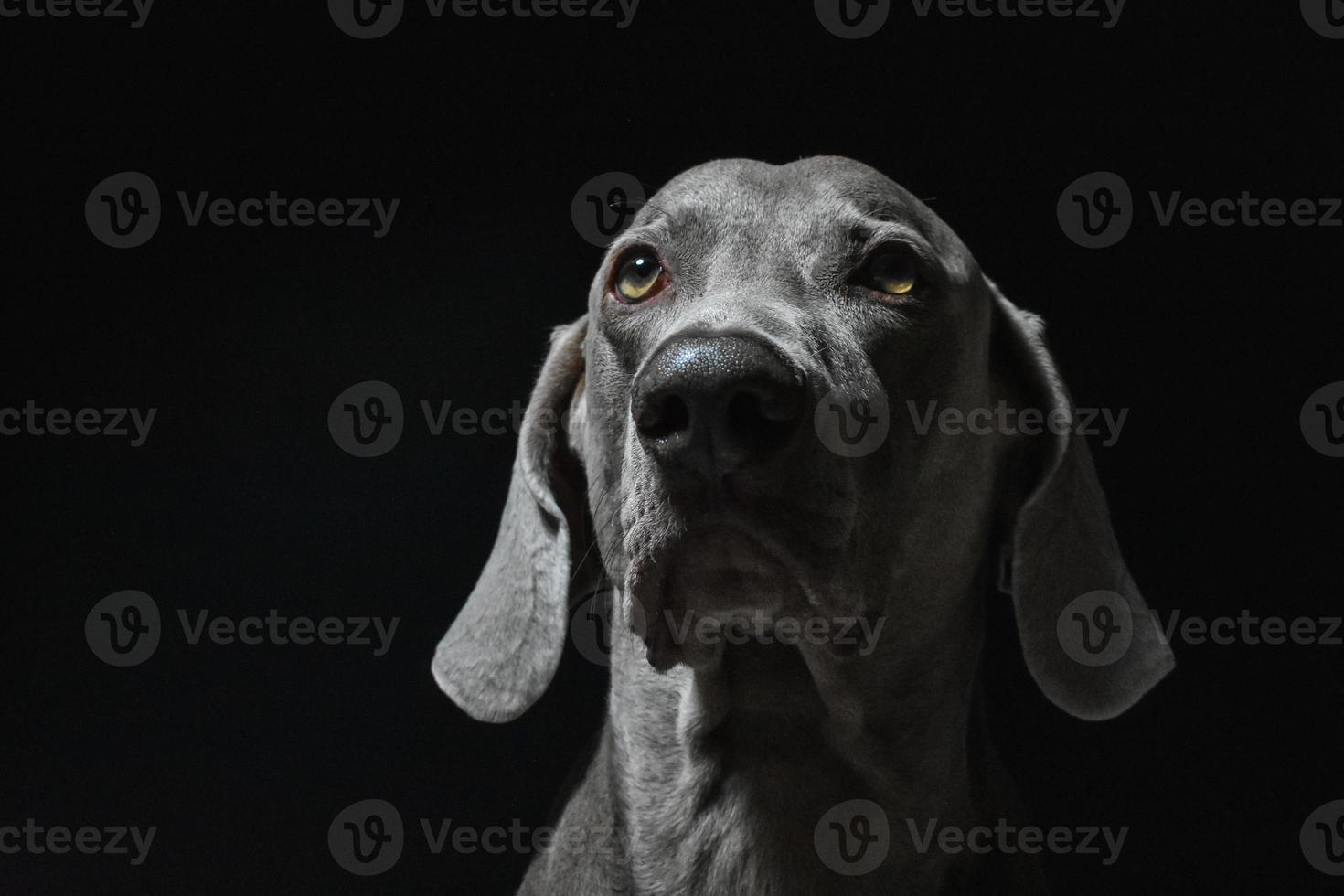 faccia di cane Weimaraner foto