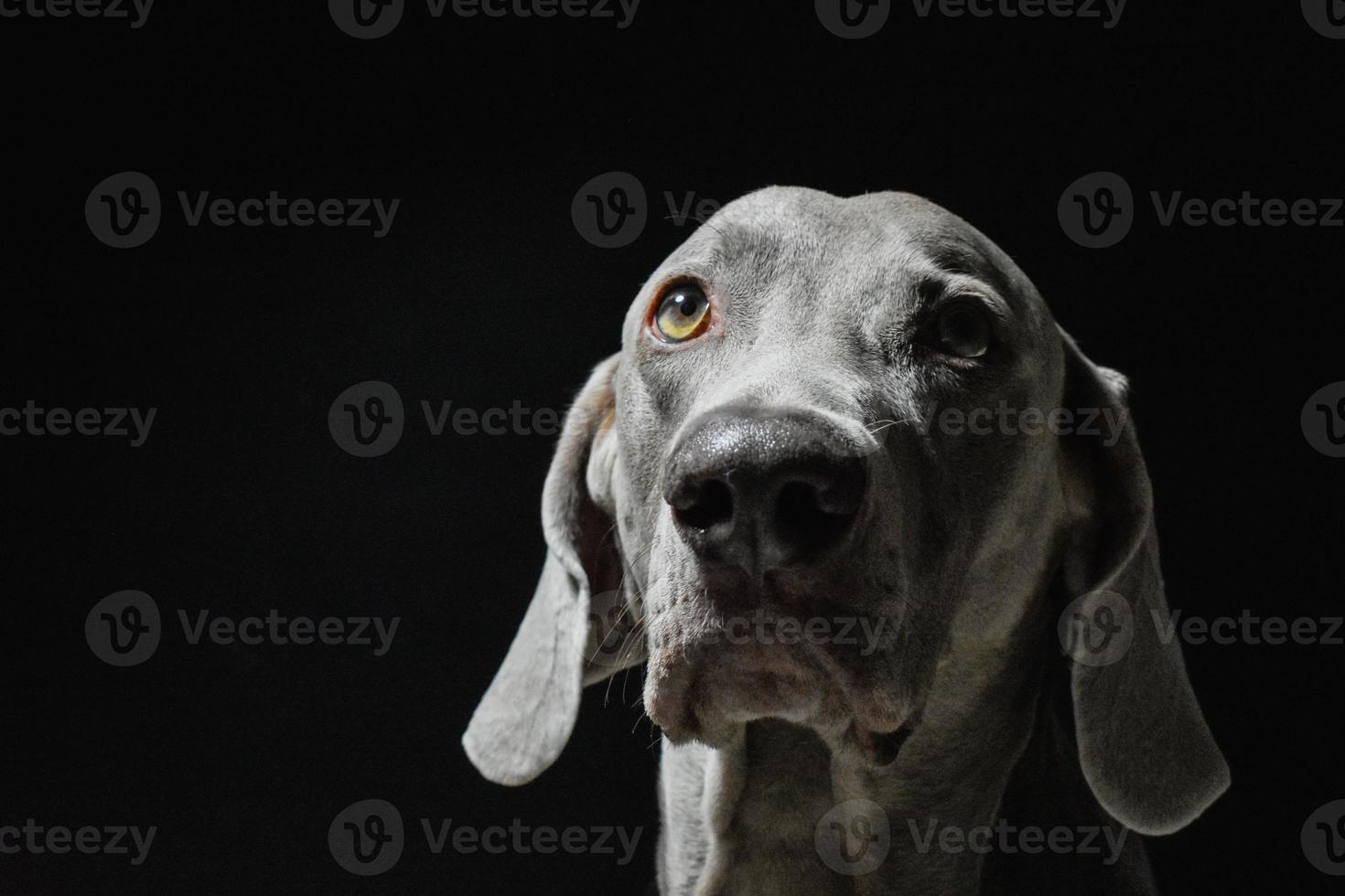 faccia di cane Weimaraner foto
