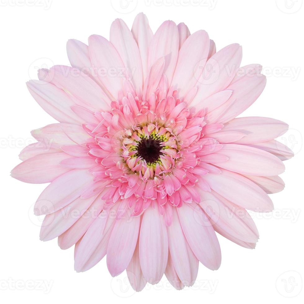 fiore rosa della gerbera isolato su bianco con il percorso di residuo della potatura meccanica foto