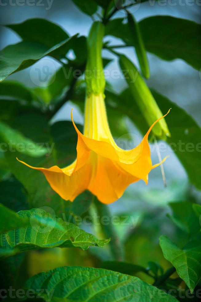 brugmansia, un genere di sette specie di piante da fiore della famiglia delle solanacee foto