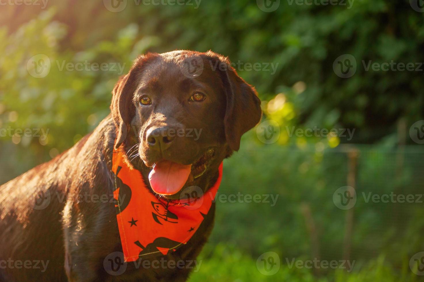 un giovane cane nero labrador retriever. halloween, un cane con una bandana. foto
