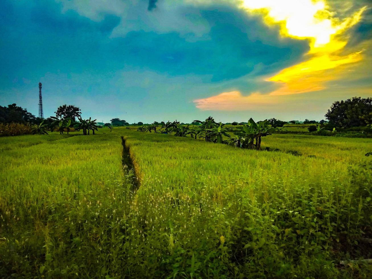 la vista delle risaie alla luce della sera del tramonto foto