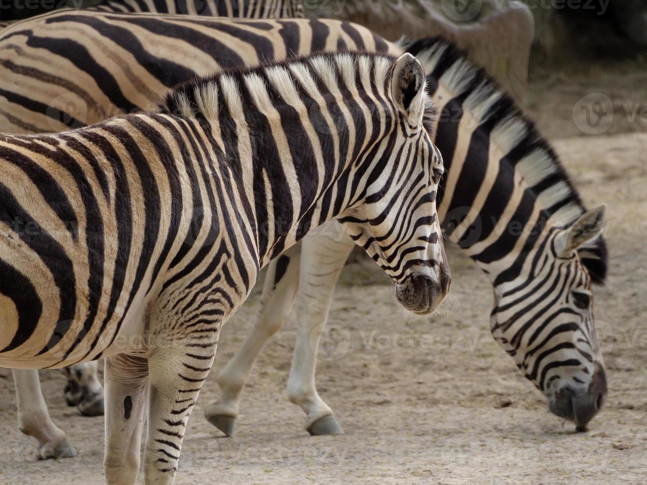 animali allo zoo foto