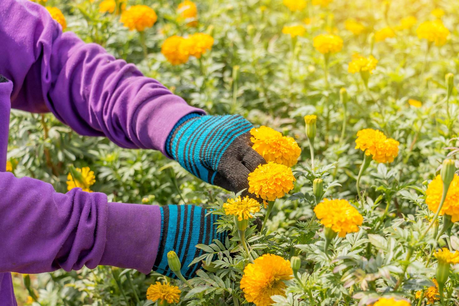 raccogliendo a mano fiori di calendula in giardino foto