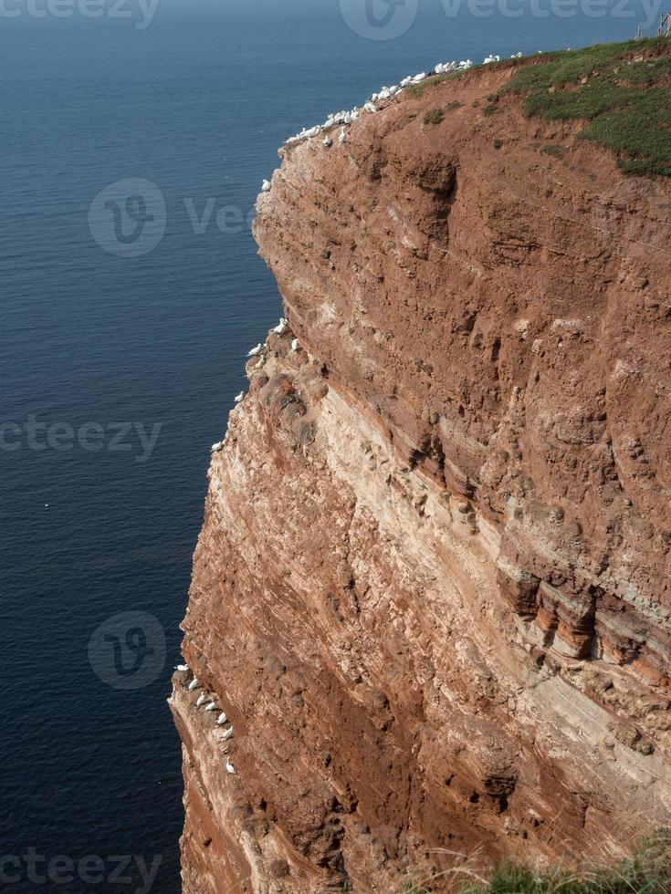 isola di Helgoland nel mare del nord foto