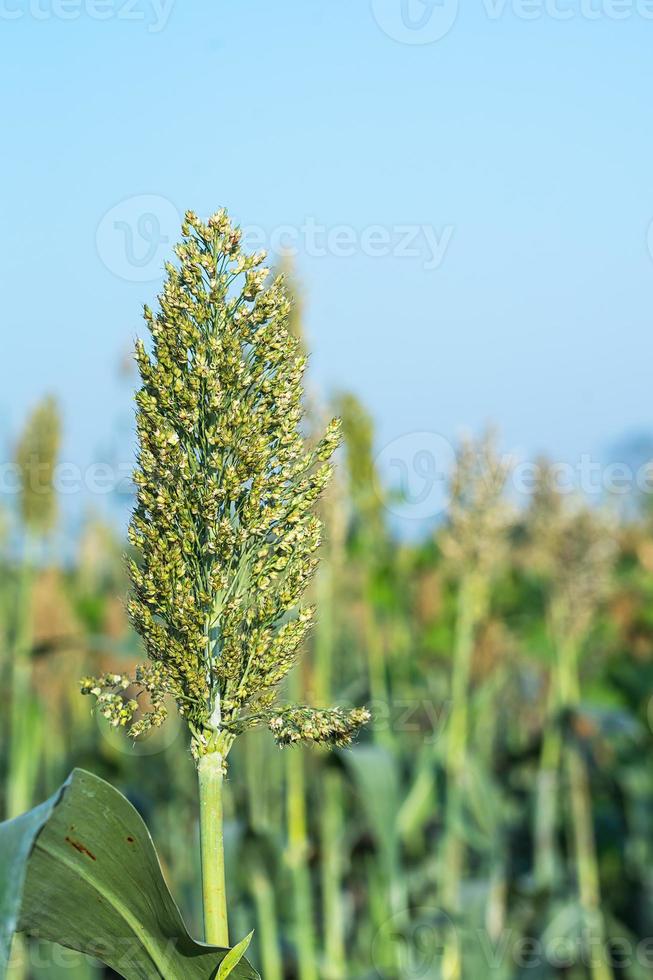 primo piano sorgo in campo agente cielo blu foto