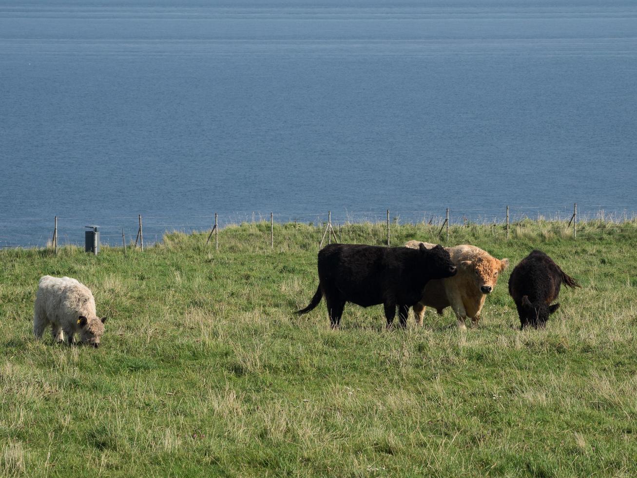 isola di Helgoland nel mare del nord foto