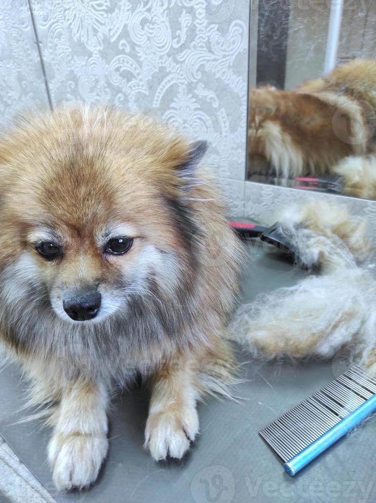 un cane spitz sul tavolo di un toelettatore dopo un taglio di capelli. bellissimo cagnolino foto