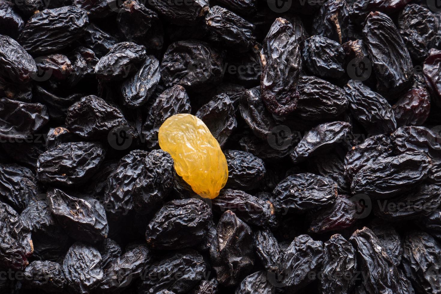 uvetta scura con singola uvetta dorata come sfondo. spuntino dolce sano vegetariano. cibo organico. dieta vegetale. foto di alta qualità