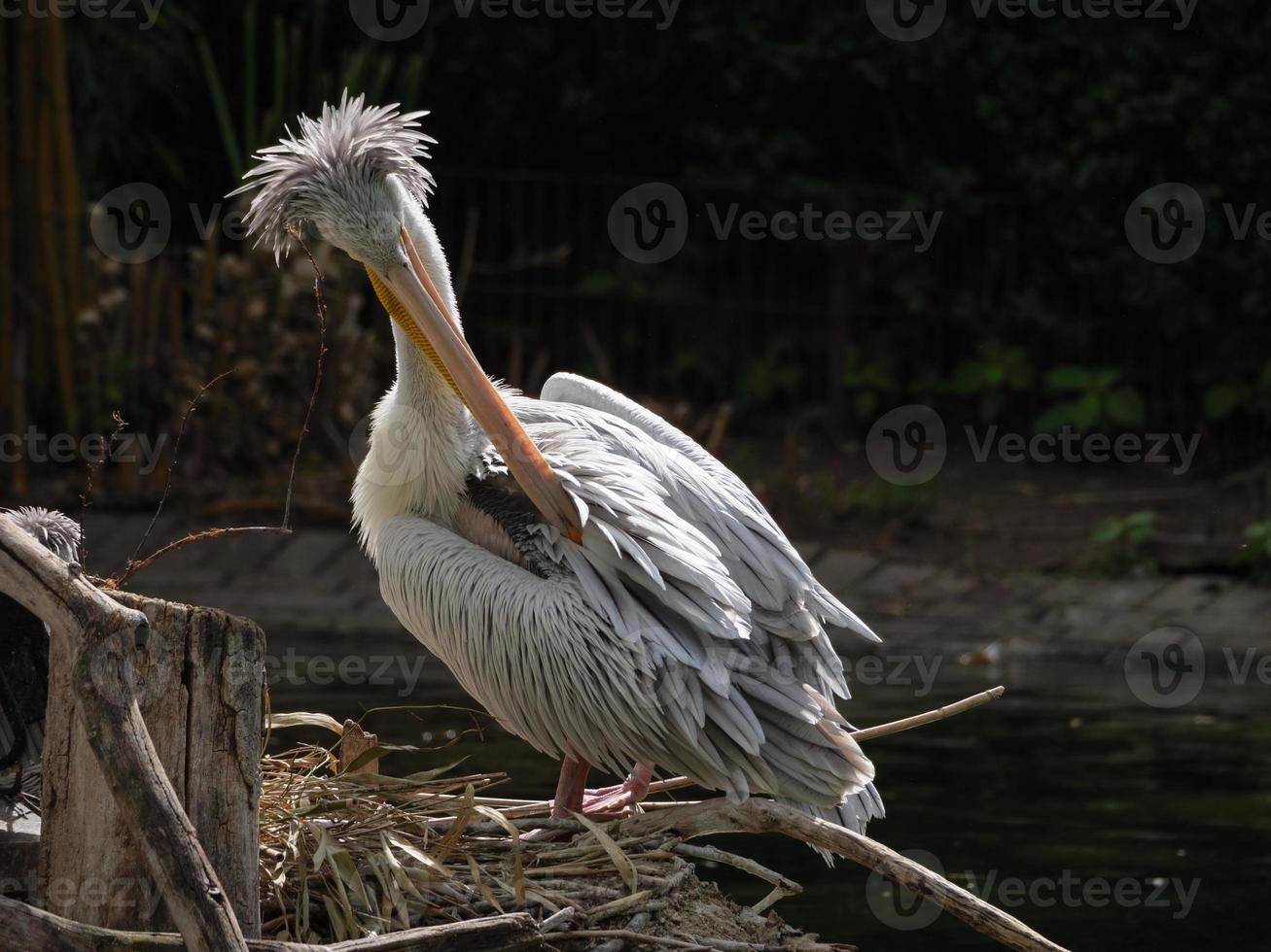 animali allo zoo foto