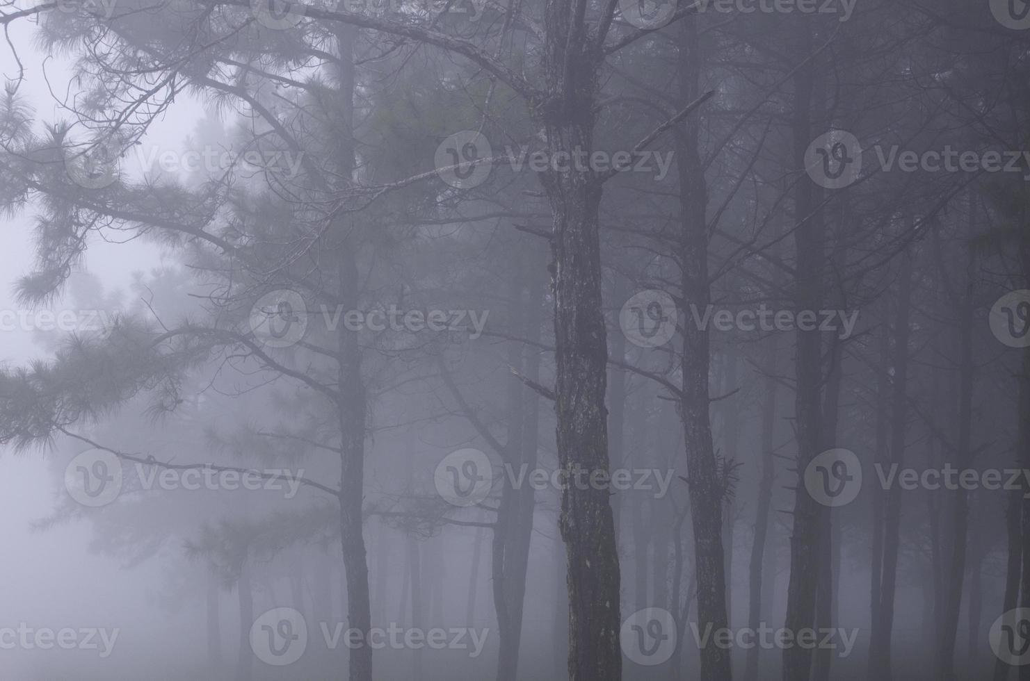 nebbia mattutina e pineta foto