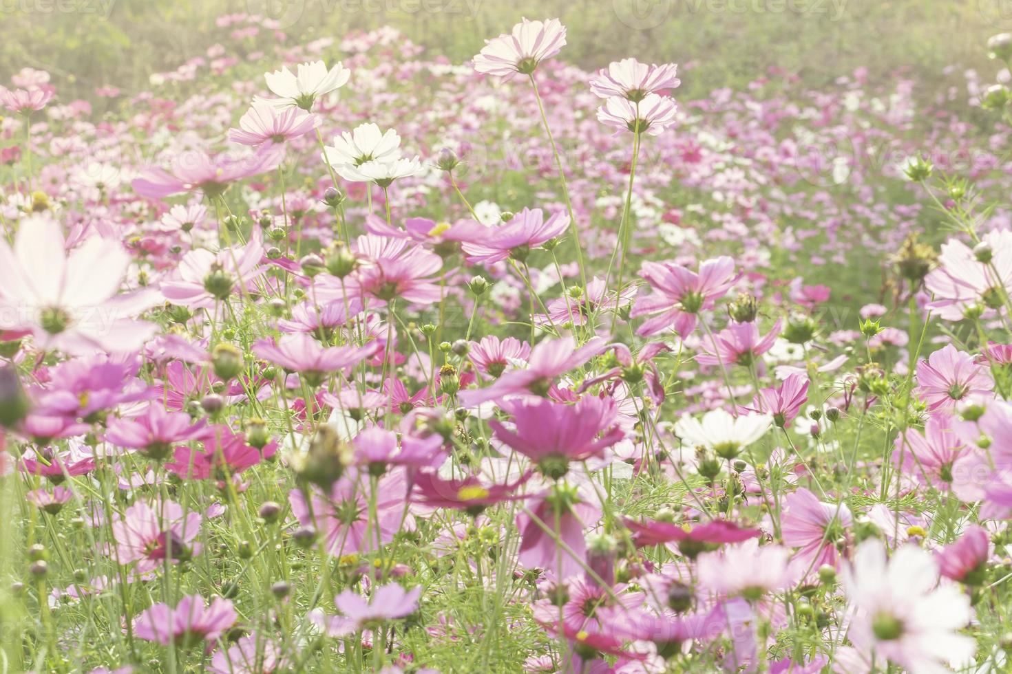 bellissimo giardino fiorito cosmo rosa foto