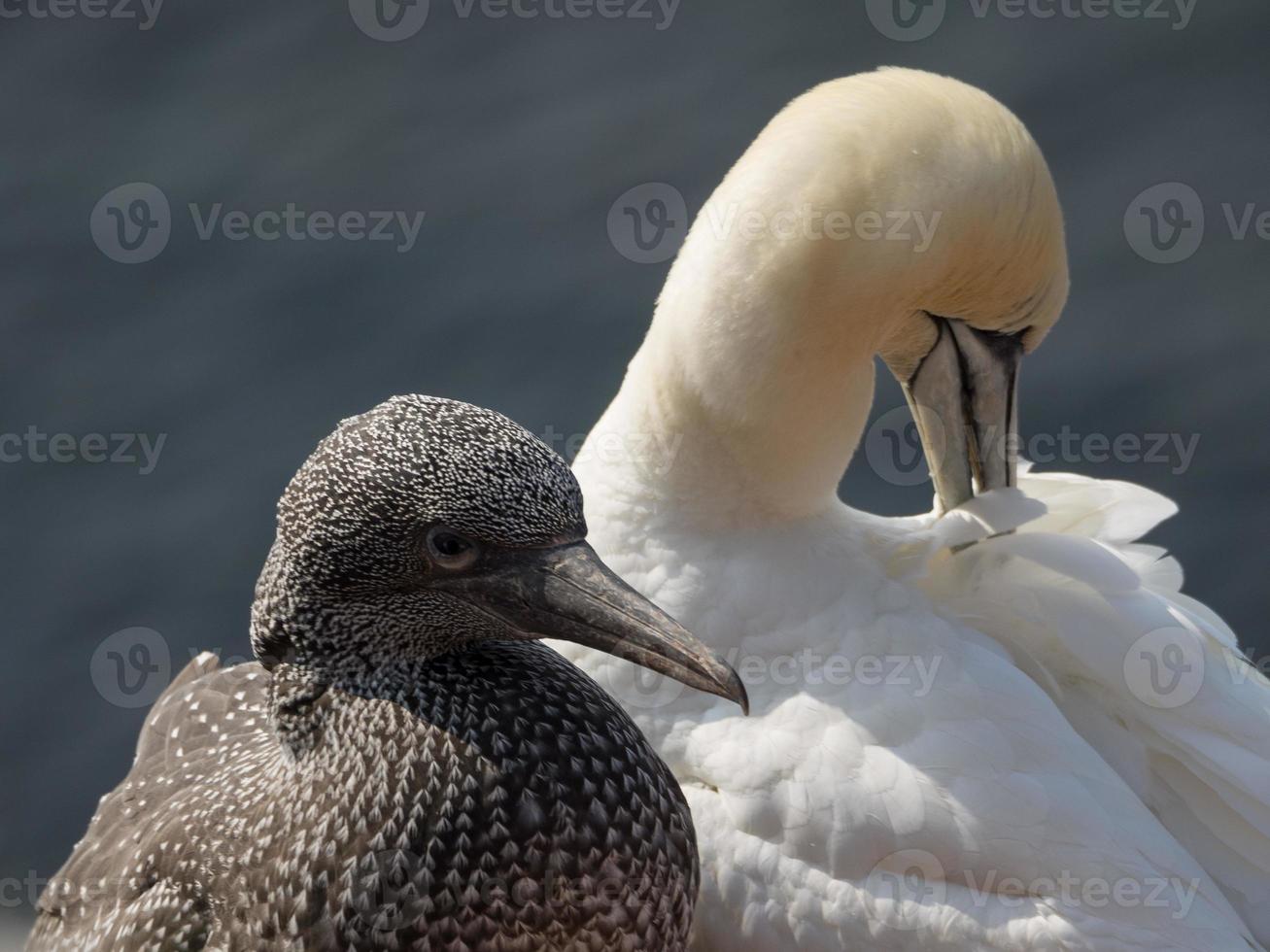 uccelli sull'isola di Helgoland foto