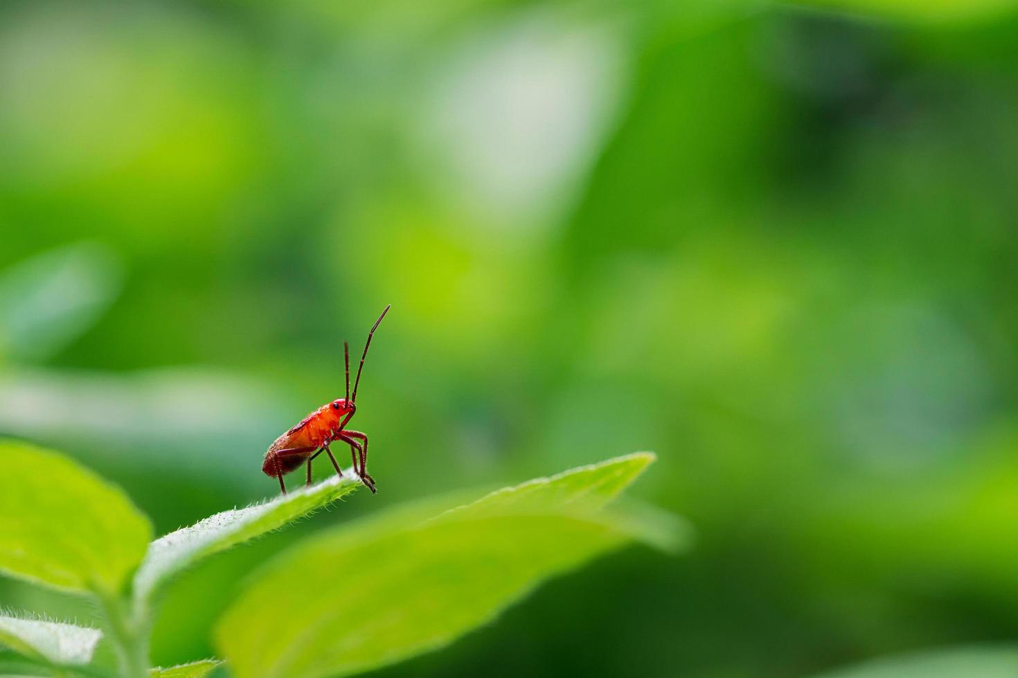 piccolo insetto rosso su foglia e sfondo sfocato foto