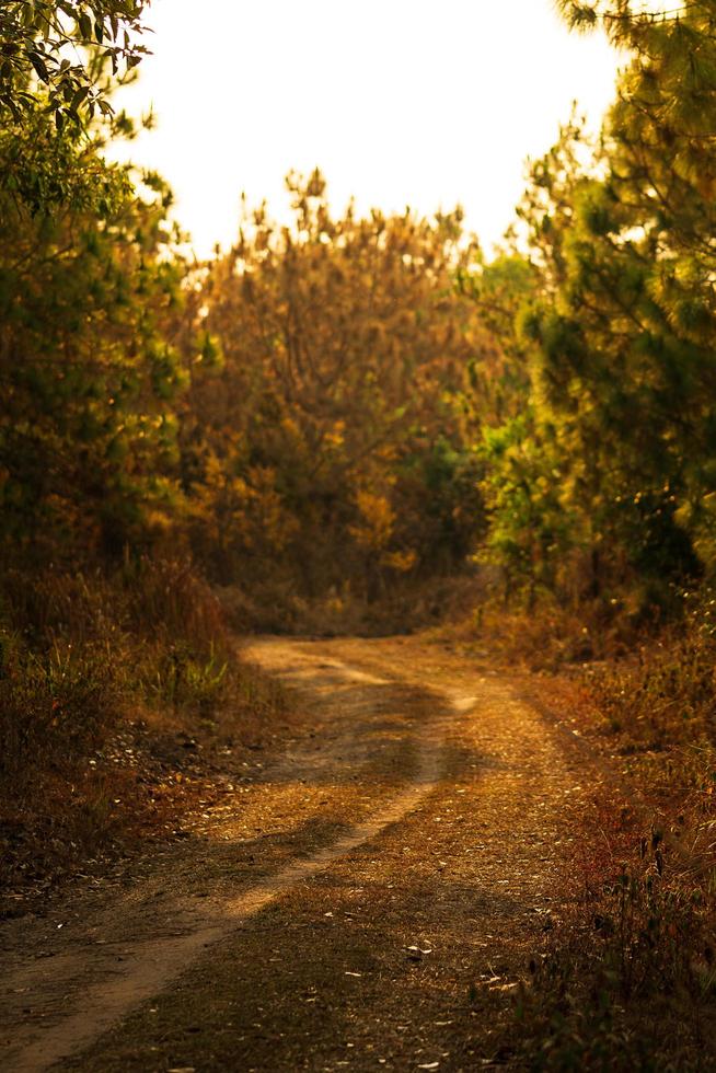 sentiero nel bosco sfocato sullo sfondo dell'ora d'oro foto