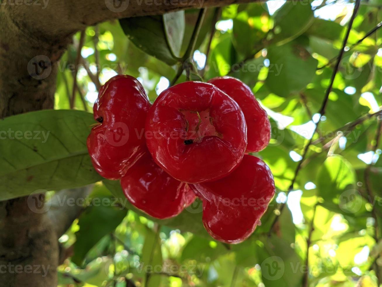 mazzo di guava d'acqua o mela d'acqua su un gambo di albero foto