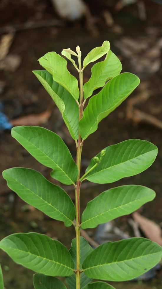 foglie di piante giovani verdi di guava nel giardino. le foglie di guava sono uno degli ingredienti a base di erbe tradizionali molto popolari, soprattutto per curare la diarrea e la flatulenza foto