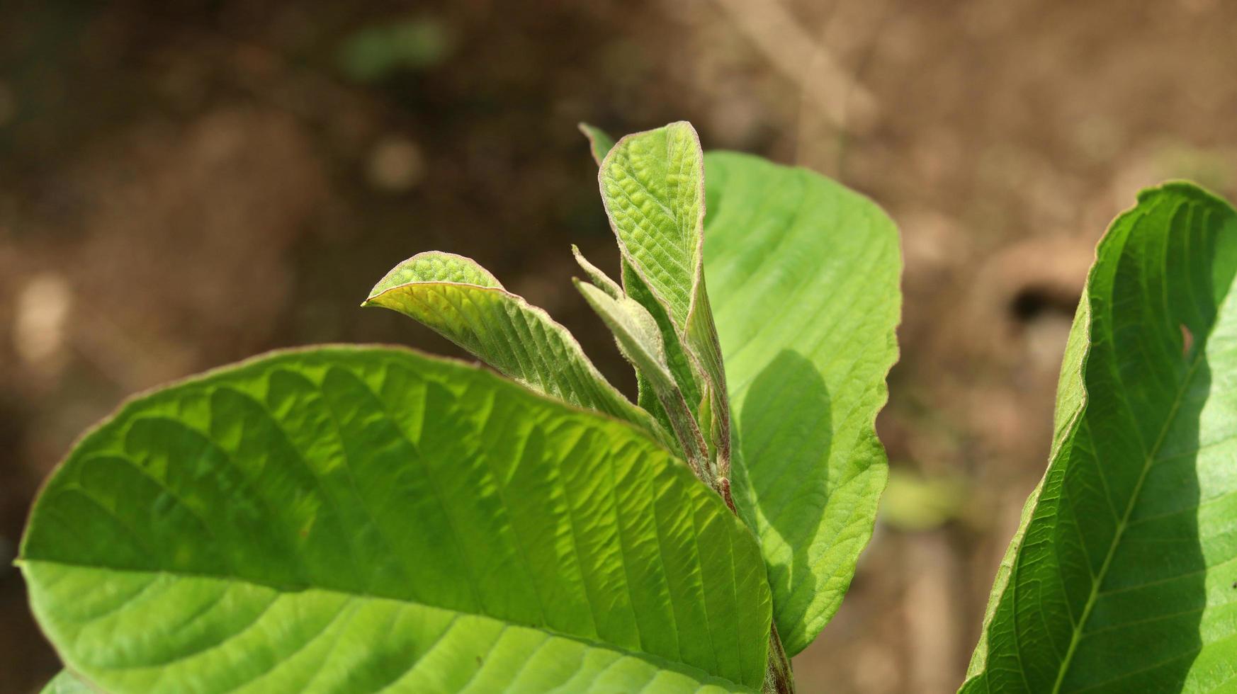 foglie di piante giovani verdi di guava nel giardino. le foglie di guava sono uno degli ingredienti a base di erbe tradizionali molto popolari, soprattutto per curare la diarrea e la flatulenza foto