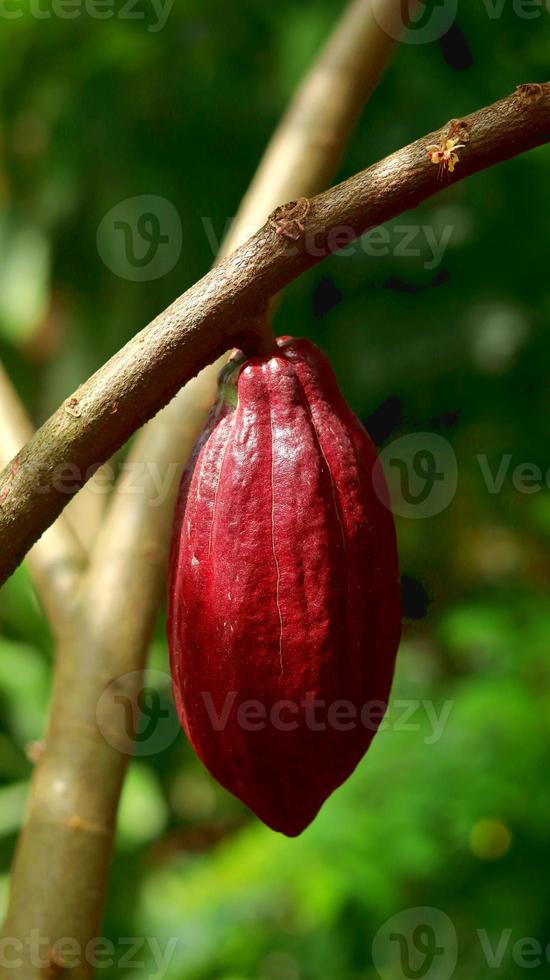 baccello di cacao rosso sull'albero nel campo. cacao o theobroma cacao l. è un albero coltivato in piantagioni originarie del sud america, ma oggi coltivato in varie aree tropicali. Giava, Indonesia. foto