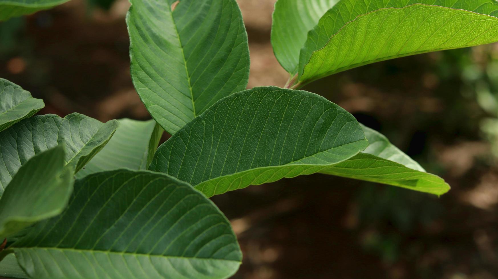 foglie di piante giovani verdi di guava nel giardino. le foglie di guava sono uno degli ingredienti a base di erbe tradizionali molto popolari, soprattutto per curare la diarrea e la flatulenza foto