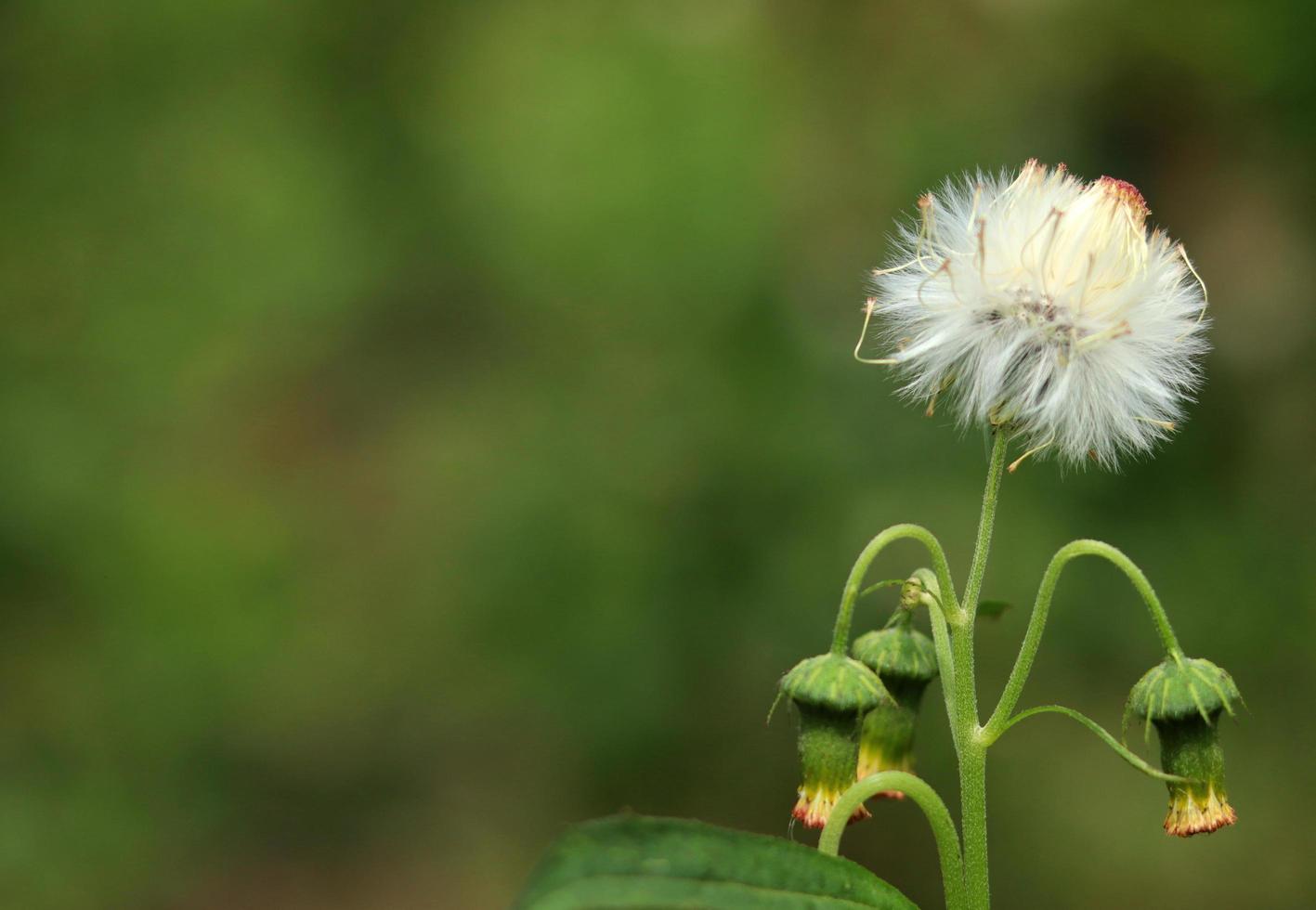 sintrong o crassocephalum crepidioides è un tipo di pianta appartenente alla tribù delle asteraceae. sfondo della natura. noto come ebolo, thickhead, ragleaf di fiori rossi o fireweed. fiore bianco da vicino. foto