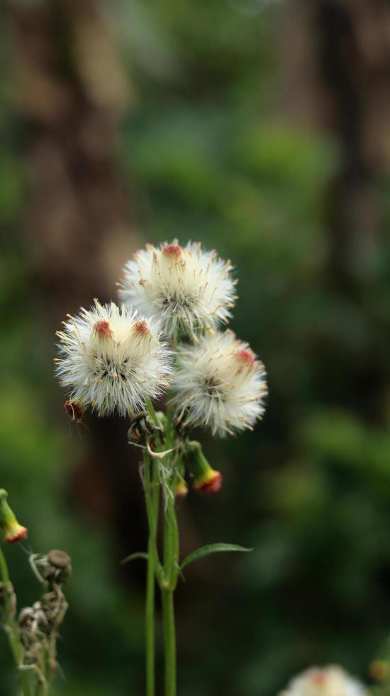 sintrong o crassocephalum crepidioides è un tipo di pianta appartenente alla tribù delle asteraceae. sfondo della natura. noto come ebolo, thickhead, ragleaf di fiori rossi o fireweed. fiore bianco da vicino. foto