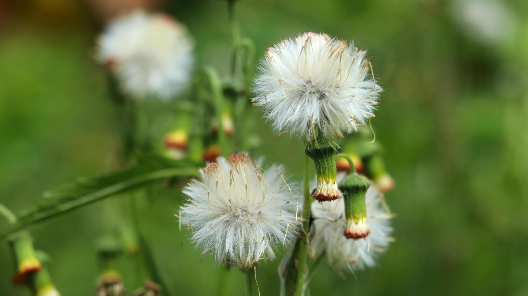 sintrong o crassocephalum crepidioides è un tipo di pianta appartenente alla tribù delle asteraceae. sfondo della natura. noto come ebolo, thickhead, ragleaf di fiori rossi o fireweed. fiore bianco da vicino. foto