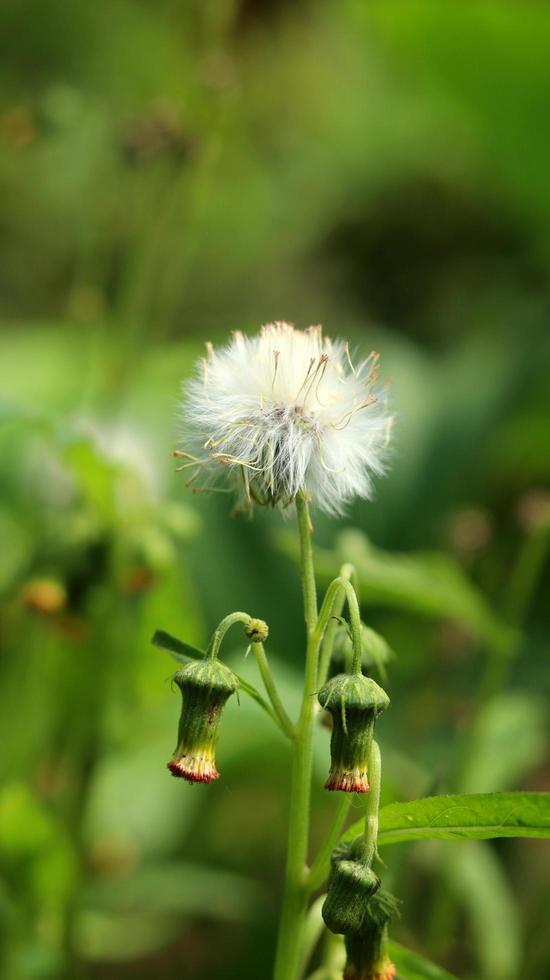 sintrong o crassocephalum crepidioides è un tipo di pianta appartenente alla tribù delle asteraceae. sfondo della natura. noto come ebolo, thickhead, ragleaf di fiori rossi o fireweed. fiore bianco da vicino. foto