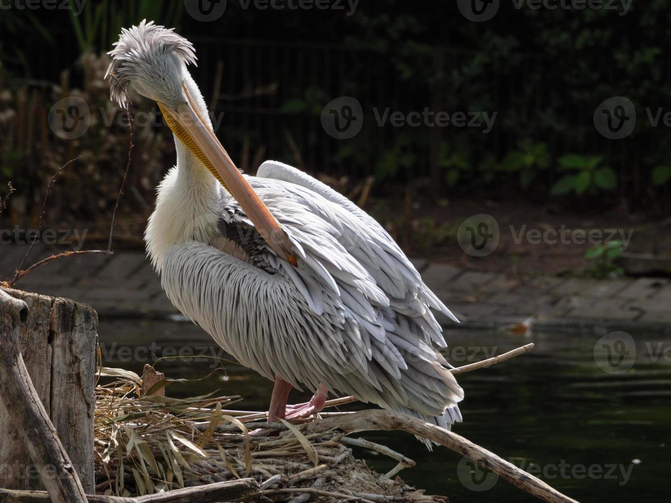 animali allo zoo foto