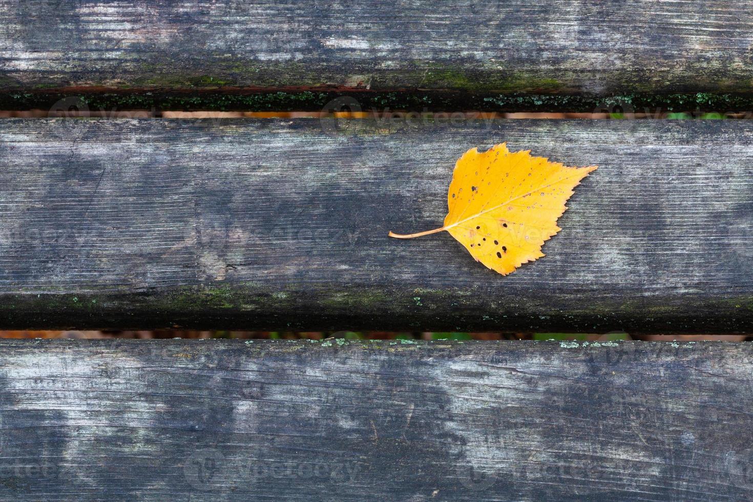 foglia di betulla gialla su una panchina nera bagnata nel parco cittadino foto