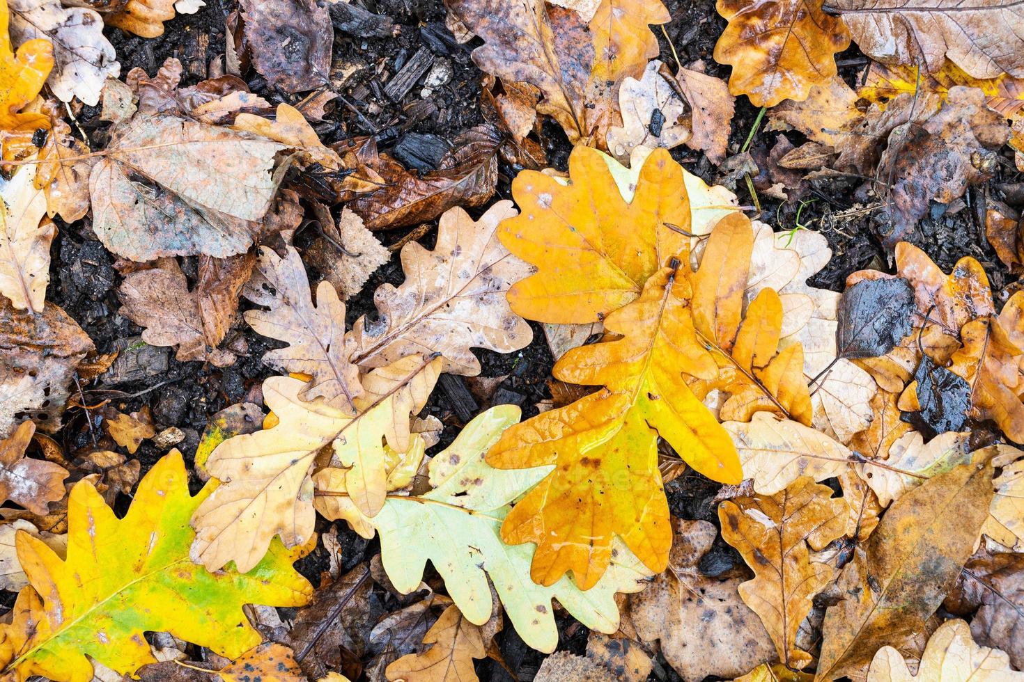 foglie cadute gialle bagnate di quercia a terra foto