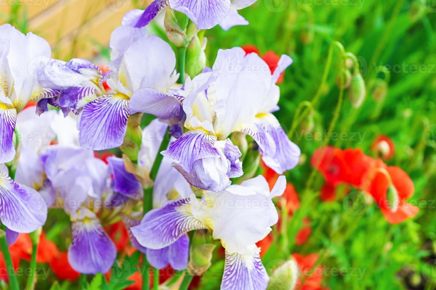 fiore di iris e papaver in giardino. sfondo della natura primaverile foto