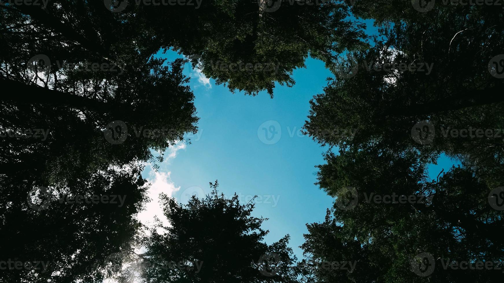 cielo blu attraverso il baldacchino di alberi ad alto fusto nella foresta foto