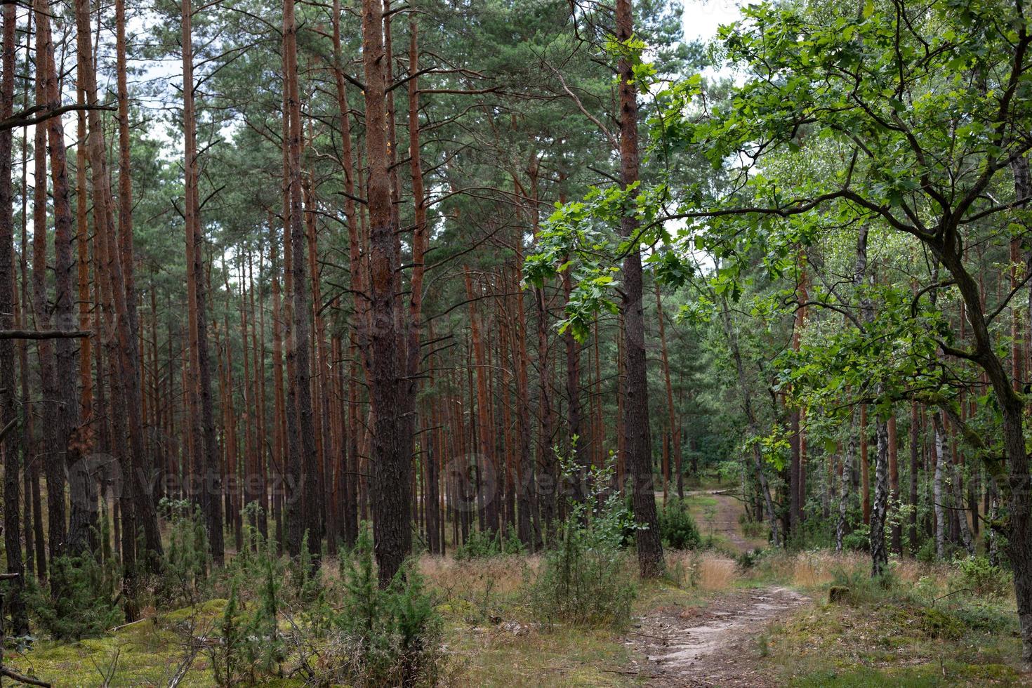 sentiero nel bosco. sentiero attraverso la foresta tra alti alberi verdi in una giornata di sole. parco nazionale kampinoski in polonia. messa a fuoco selettiva foto