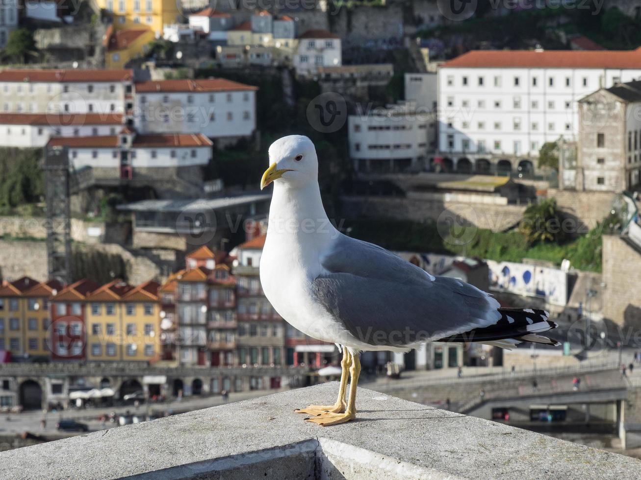 la città di porto foto