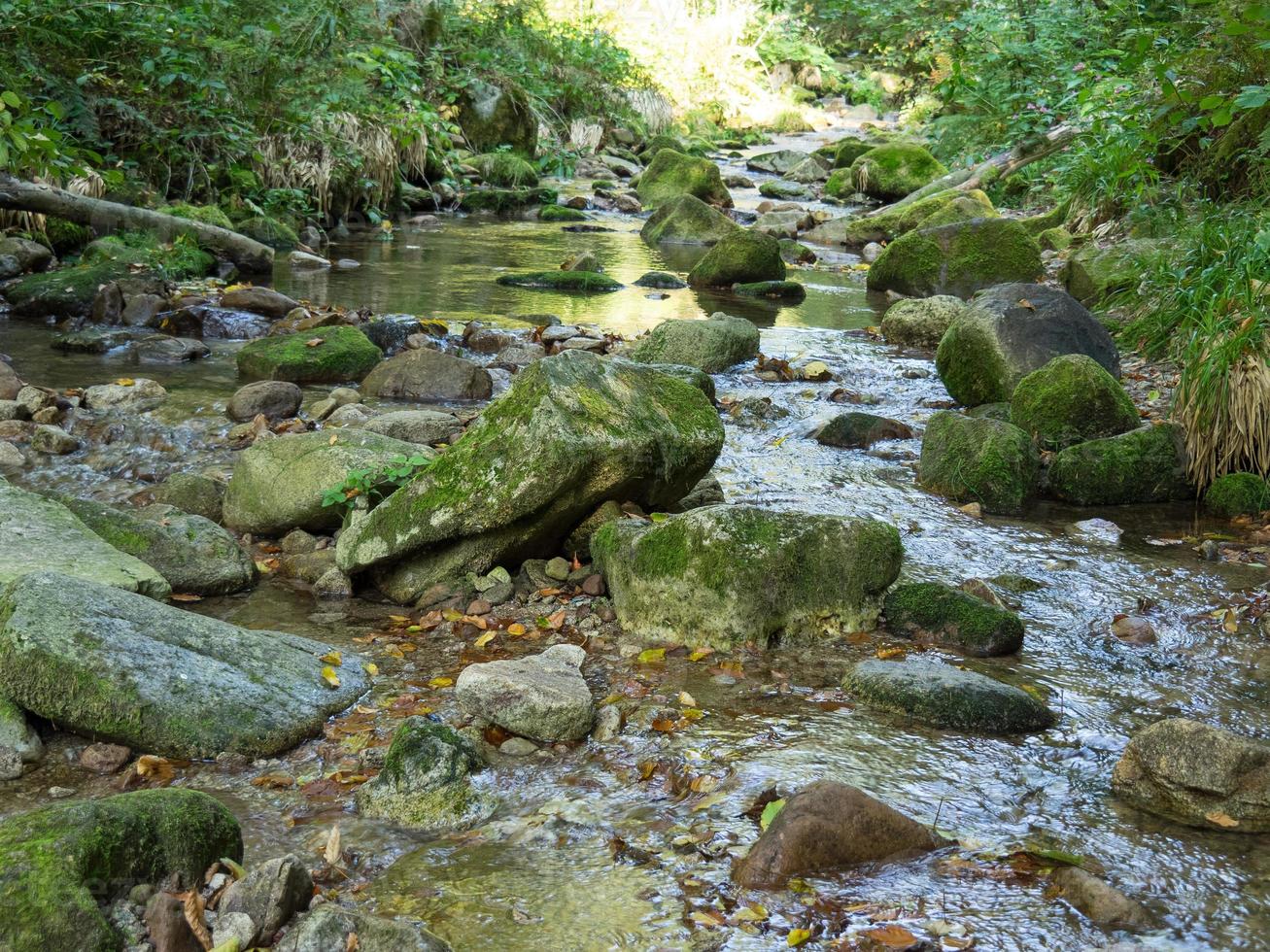 la foresta nera in germania foto