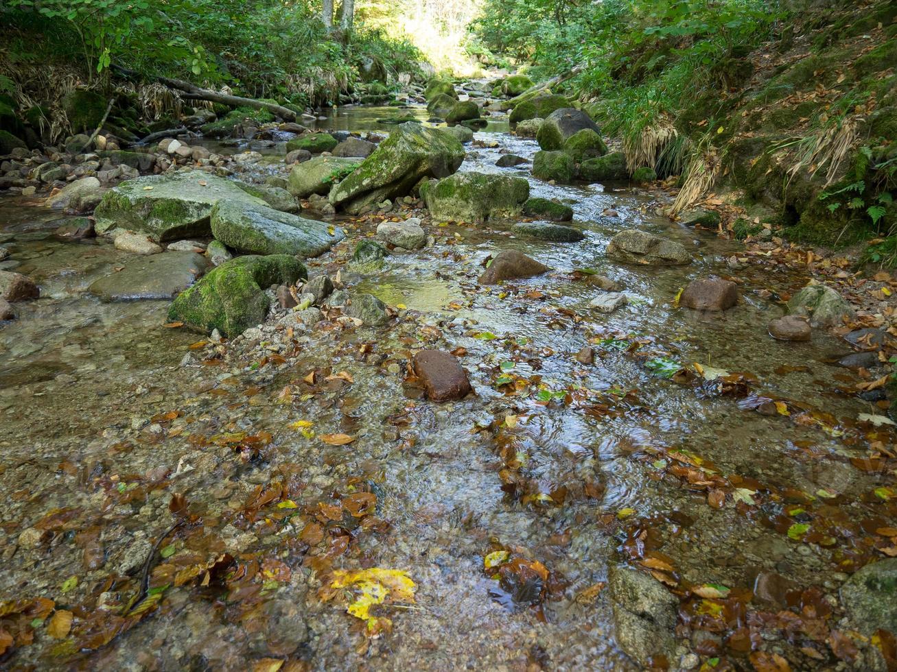 la foresta nera in germania foto