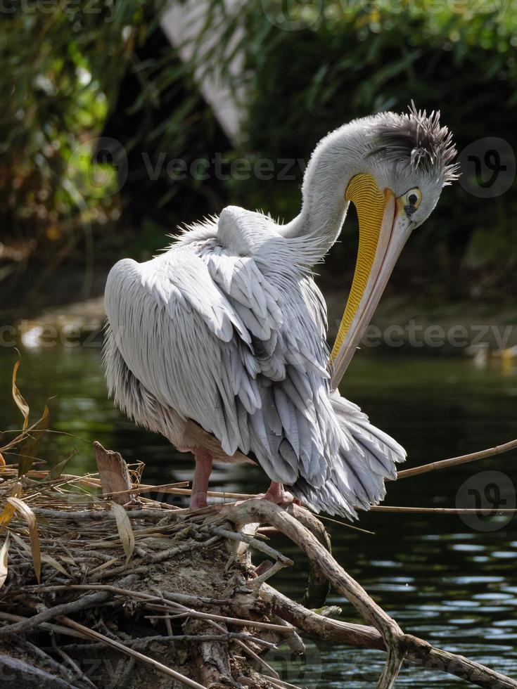 animali allo zoo foto